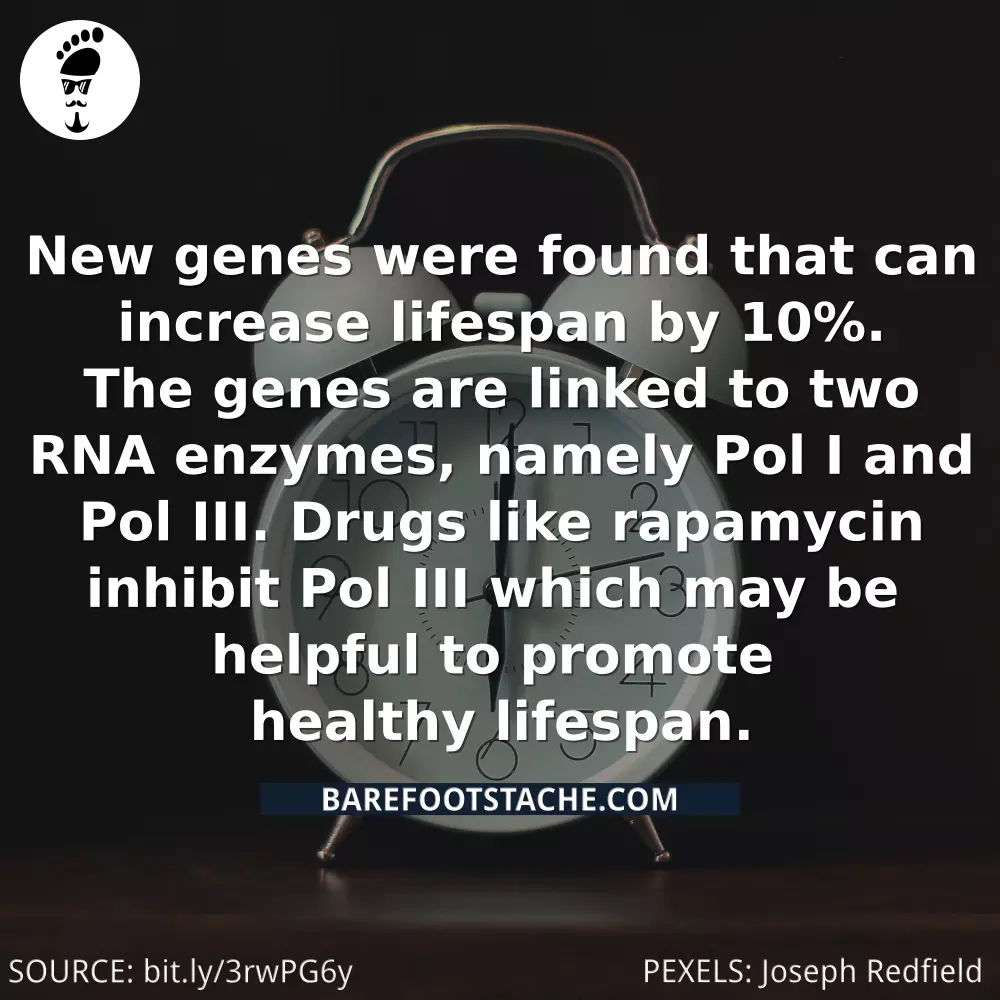 Rapamycin may increase lifespan by inhibiting Pol III