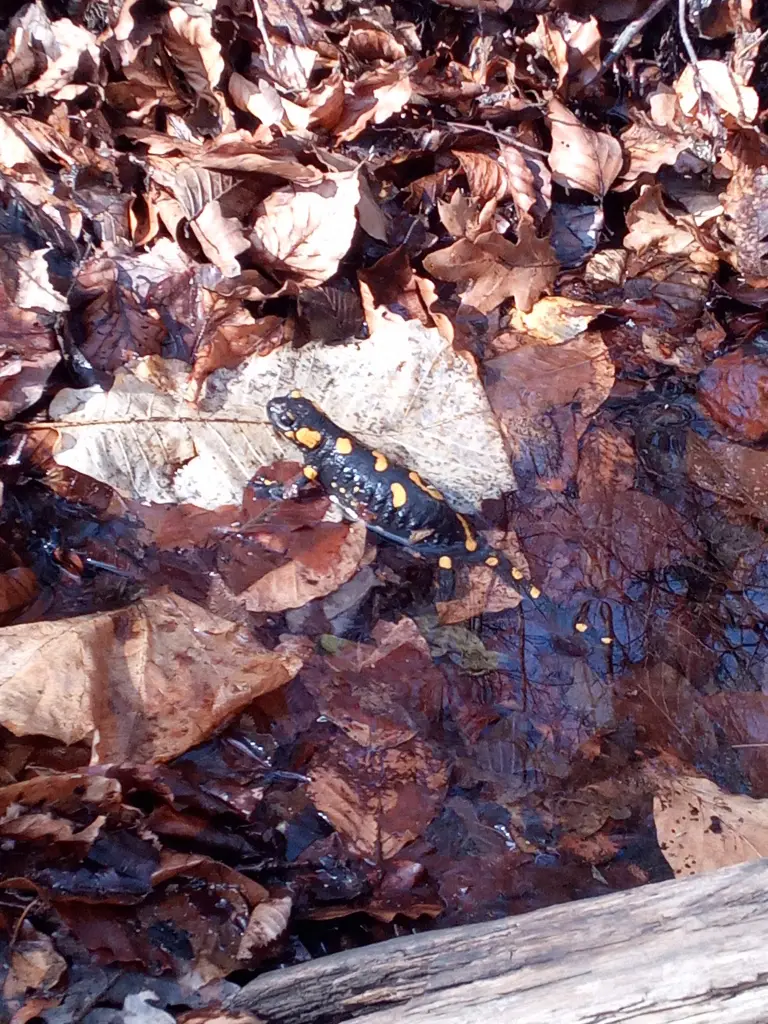 Fire salamander chilling by a pool of water